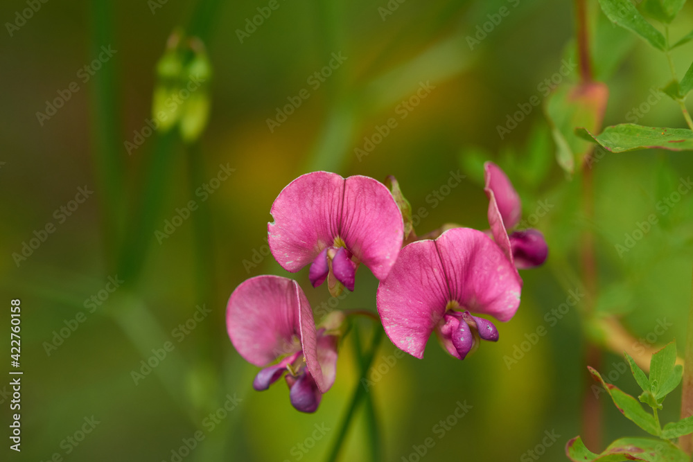 Blüten der Breitblättrige Platterbse (Lathyrus latifolius) Blüten der Breitblättrige Platterbse (Lathyrus latifolius)