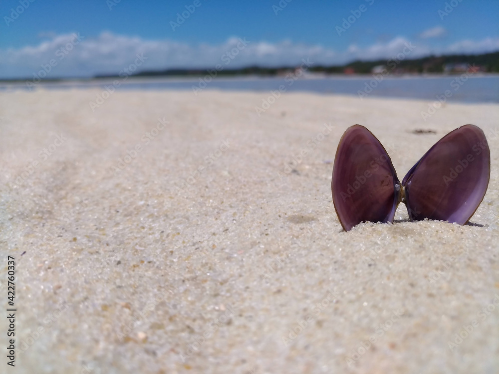 Shell in the Beach Shell in the Beach