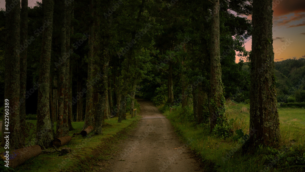 Fototapeta premium Hiking trail in the forest