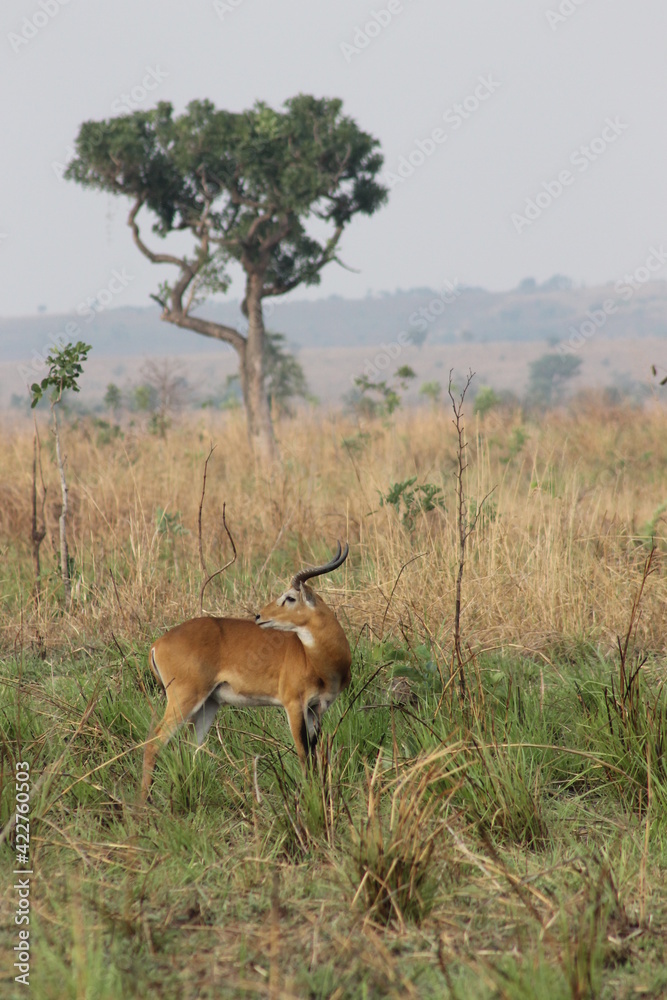 Fototapeta premium Wildlife