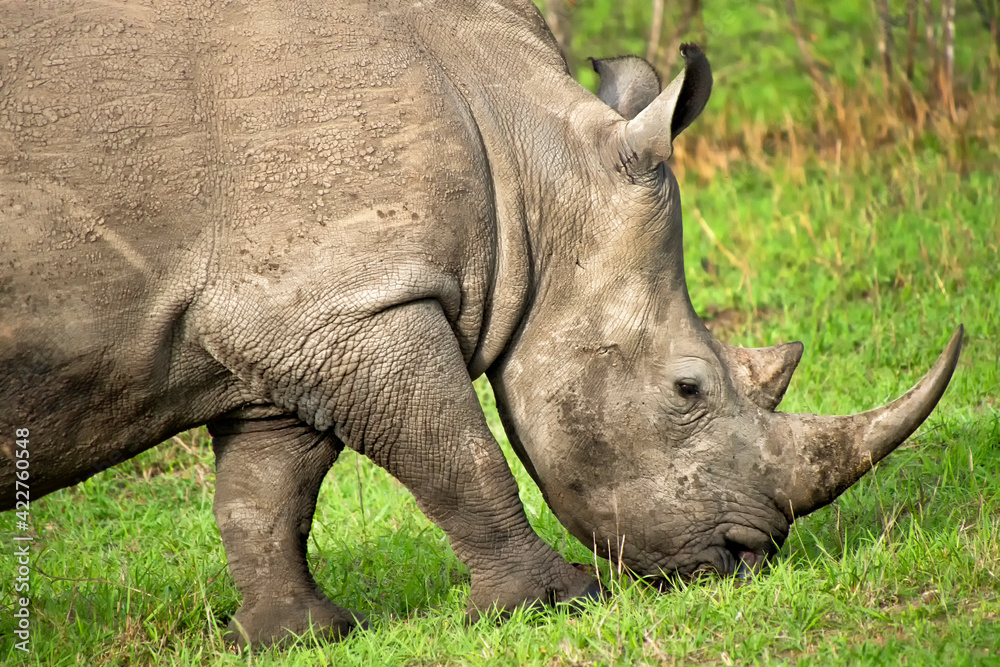 White Rhinoceros, Ceratotherium simum, Square-lipped Rhinoceros, Kruger National Park, South Africa, Africa