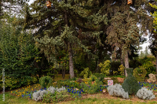 Beautiful meadow in garden with big pine and decorative small trees and blossom flowers photo