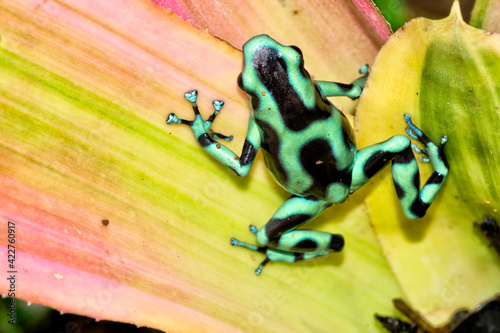 Green and Black Poison Dart Frog, Dendrobates auratus, Tropical Rainforest, Costa Rica, Central America, America. photo