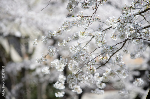 春の音無親水公園の桜　東京都北区王子 © 正人 竹内