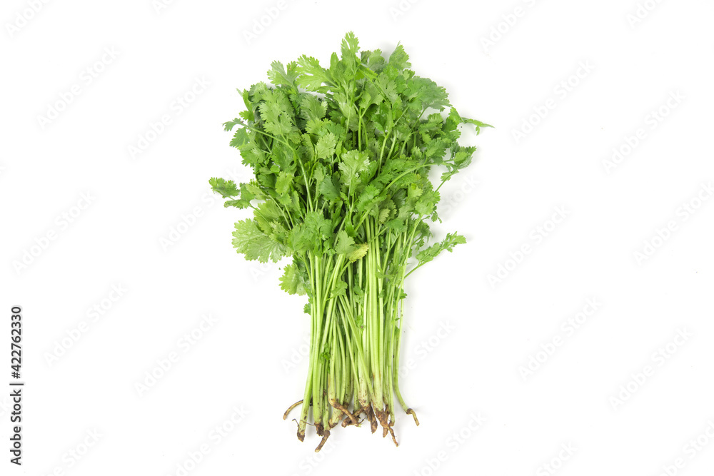 fresh coriander or Chinese parsley isolated on white background fresh coriander or Chinese parsley isolated on white background