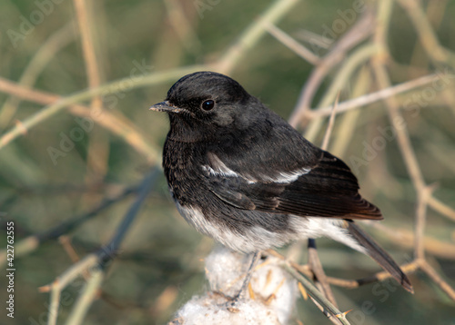 The pied bush chat is a small passerine bird found ranging from West Asia and Central Asia to the Indian subcontinent and Southeast Asia.