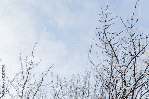 Thin branches of trees in fluffy snow in winter. Blue sky with clouds background  bottom view