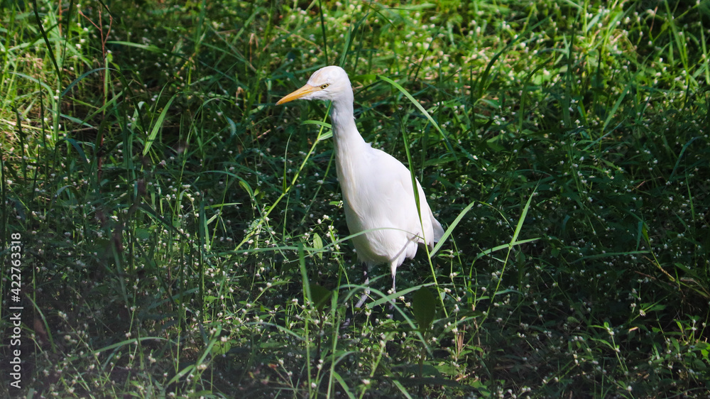 Fototapeta premium great white heron