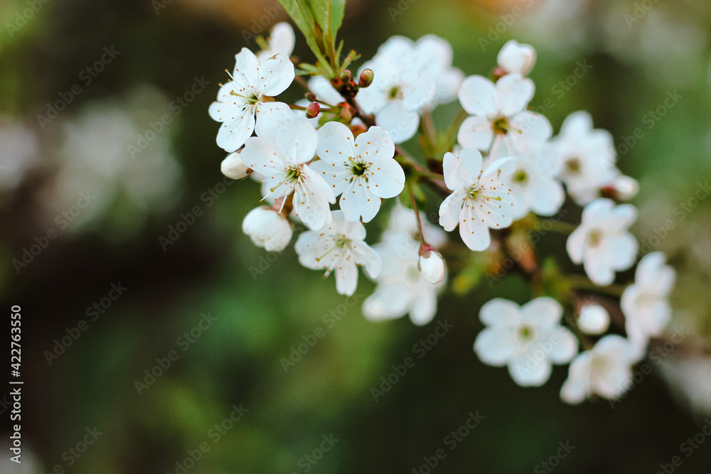 Beautiful cherry tree in blossom in sunlight. White little flowers. Spring blooming floral background. Selective focus. Beautiful cherry tree in blossom in sunlight. White little flowers. Spring blooming floral background. Selective focus.