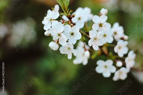 Beautiful cherry tree in blossom in sunlight. White little flowers. Spring blooming floral background. Selective focus. © Татьяна