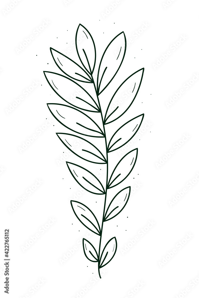 Fototapeta premium A branch with many narrow leaves. Doodle sketch outline black and white. Isolated vector drawing on a white.