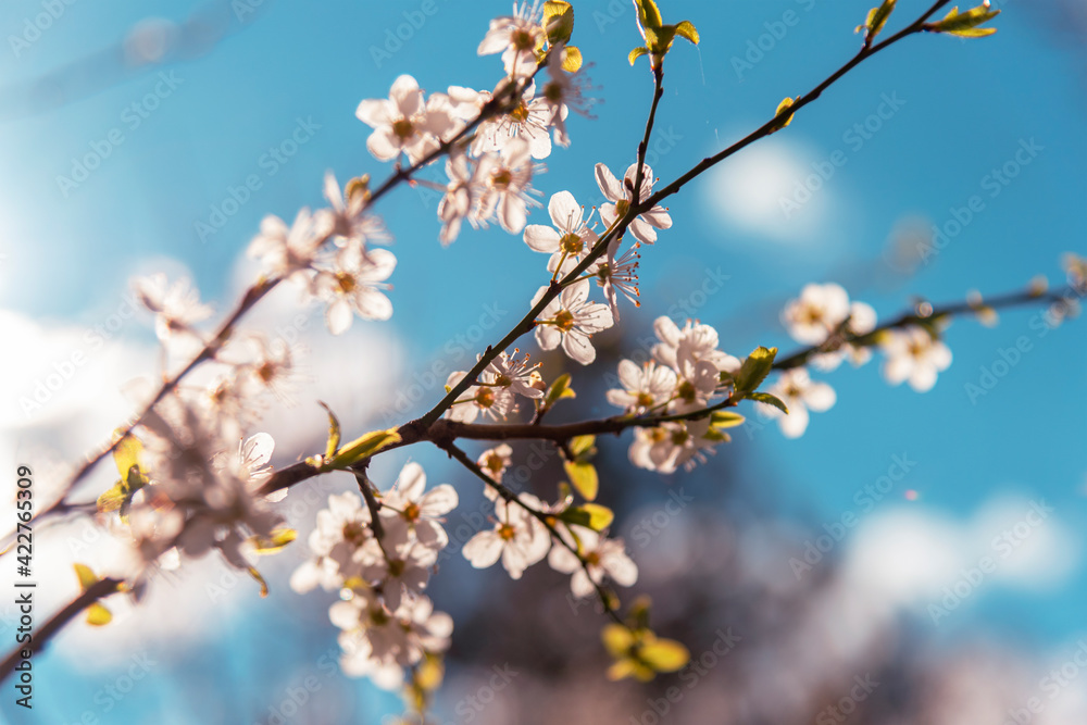 Close up of blossoming cherry branch against blue sky. Spring concept