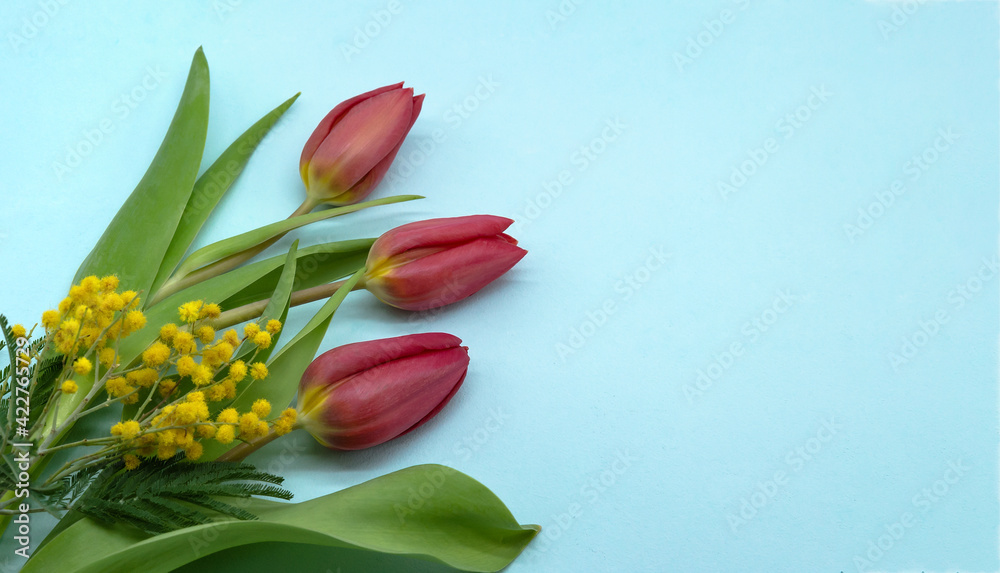 Blue banner with a tulip. Tulips and Mimosa on a blue background. Blue banner with a tulip. Tulips and Mimosa on a blue background.