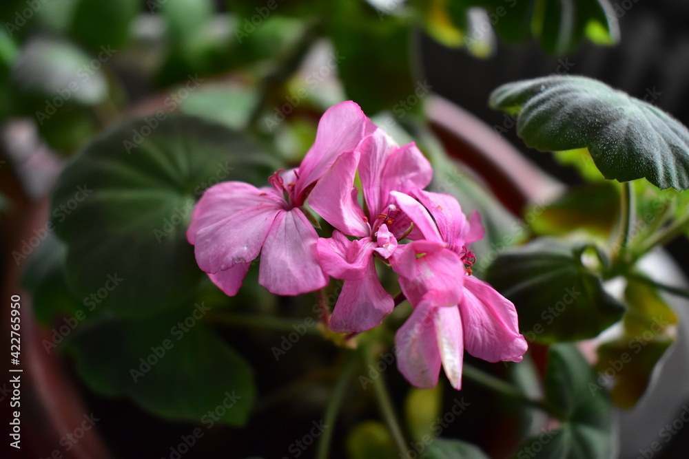geranium flower close-up