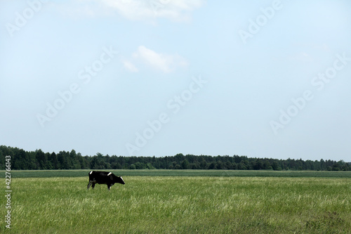 large meadow with a lonely cow on the background of the forest in the afternoon. summer rural landscape