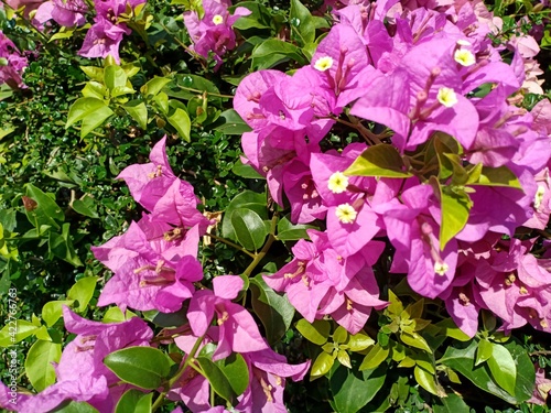 Bougainvillea flowers are blooming full of trees.