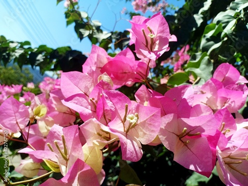 Bougainvillea flowers are blooming full of trees.