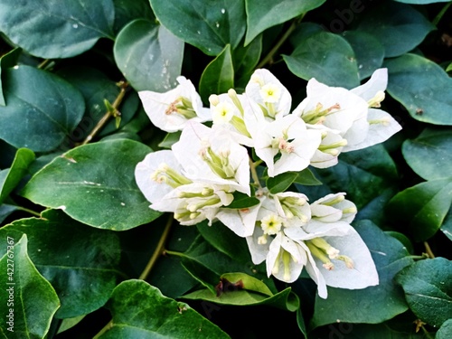 Bougainvillea flowers are blooming full of trees.
