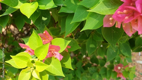 Bougainvillea flowers are blooming full of trees.