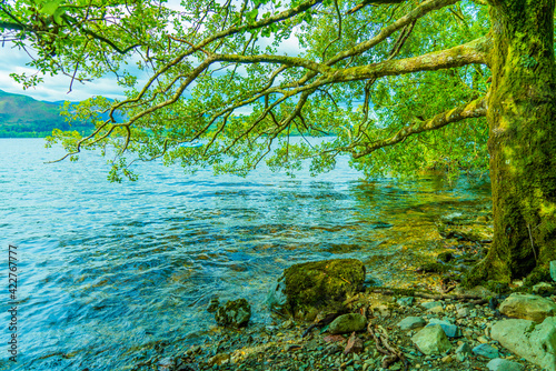 tree over the lake