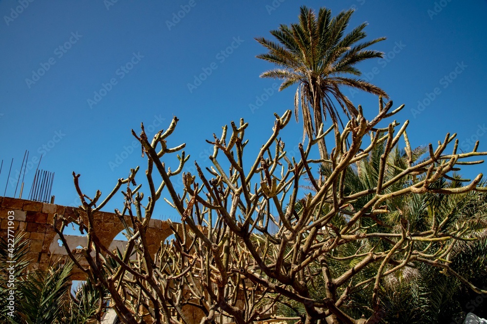 trimmed garden tree and palm tree in the Mediterranean with blue sky trimmed garden tree and palm tree in the Mediterranean with blue sky