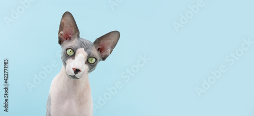 Portrait serious and attentive sphynx cat. isolated on blue Backgorund.