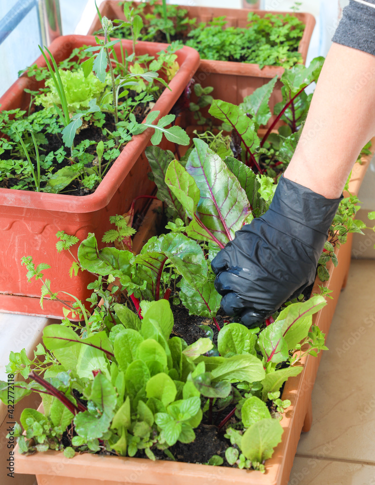 Fototapeta premium Woman is planting healthy organic green vegetables in plastic flower pot at home garden. Top view, Food concept.