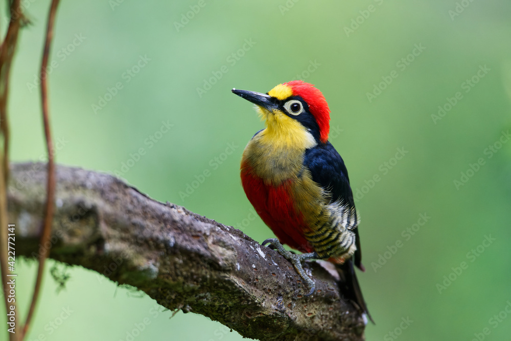 Pica-Pau benedito-de-testa-amarela (Melanerpes flavifrons)