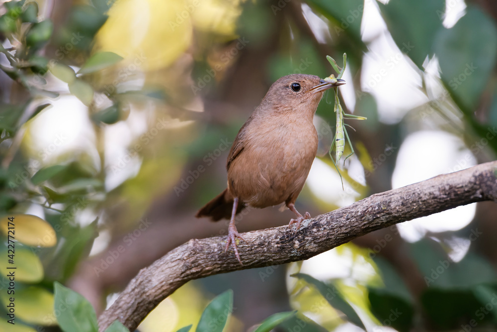 Pássaro corruíra (Troglodytes musculus) comendo Louva-a-deus Pássaro corruíra (Troglodytes musculus) comendo Louva-a-deus