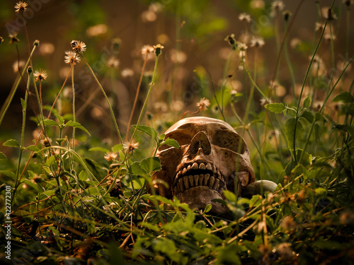 The still life of a long deceased human skull, located in the middle of a forest