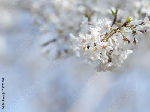 サクラの花のクローズアップ　3月 © 正人 竹内