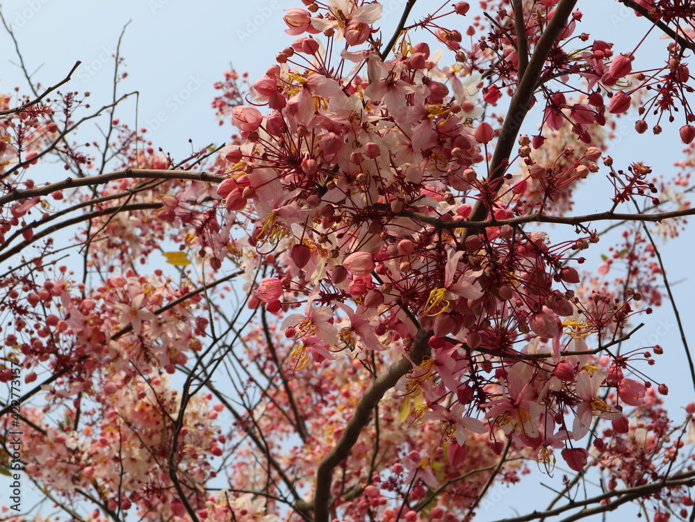 white and pink flowers are blooming on the tree with bright sky design for romantic and cheerful atmosphere white and pink flowers are blooming on the tree with bright sky design for romantic and cheerful atmosphere