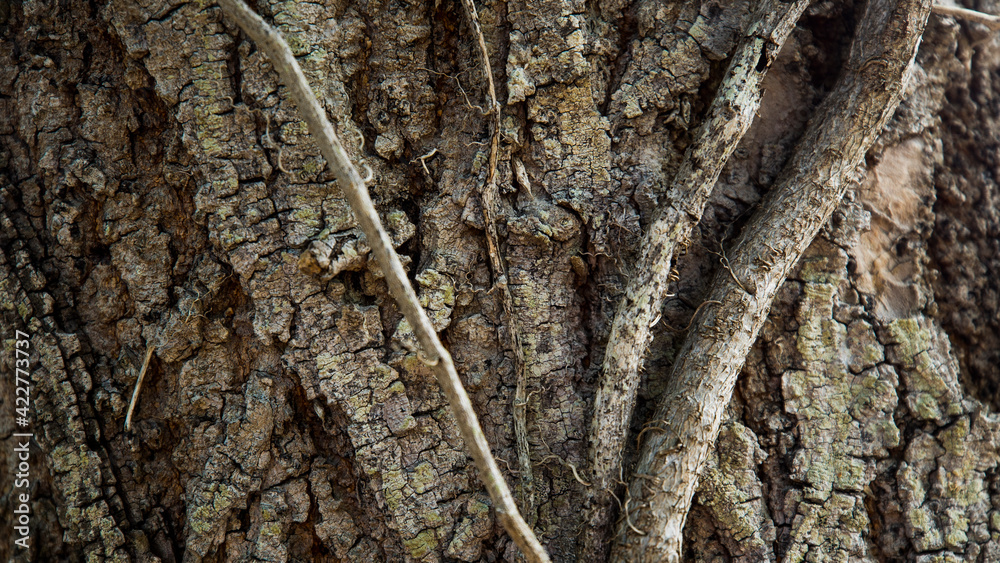 TREE BARK BACKGROUND TREE BARK BACKGROUND