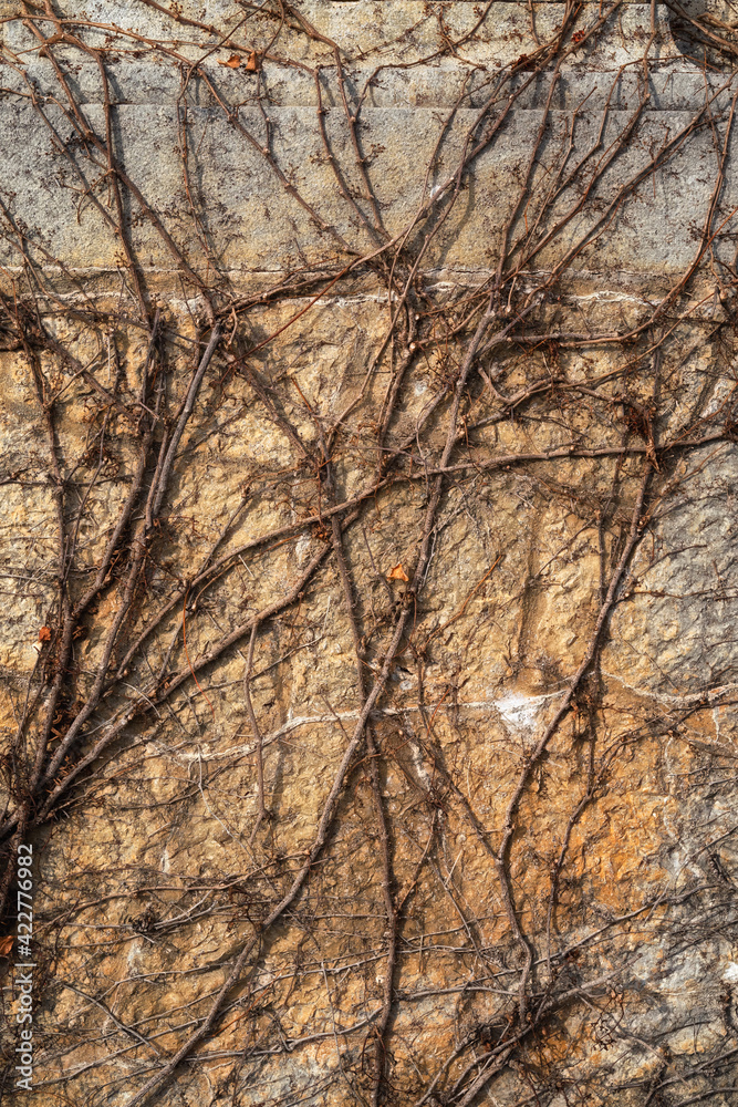Old grunge wall with cracks. Dry ivy wraps around the fence Old grunge wall with cracks. Dry ivy wraps around the fence