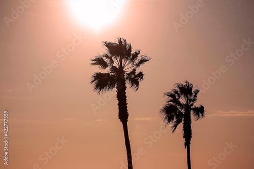 Palm trees against the sky during a beautiful tropical sunset.
