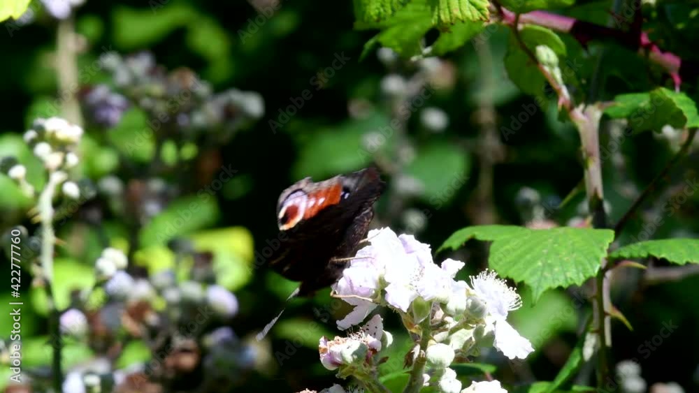 Close Up movie of Peacock butterfly on blackberry flowers. His Latin name is Aglais io. Close Up movie of Peacock butterfly on blackberry flowers. His Latin name is Aglais io.