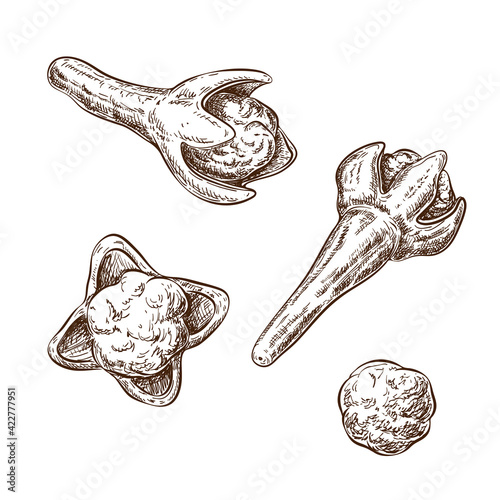 cloves sketch set isolated on white. vector botanical illustration of clove aromatic dry flower buds. vintage engraved style. ingredients for mulled wine, pastry. natural organic condiment, seasoning.