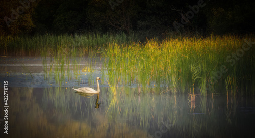 swan on the lake photo