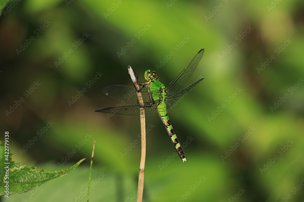 Female Eastern Pondhawk, Erythemis simplicicollis, perched on twig Female Eastern Pondhawk, Erythemis simplicicollis, perched on twig
