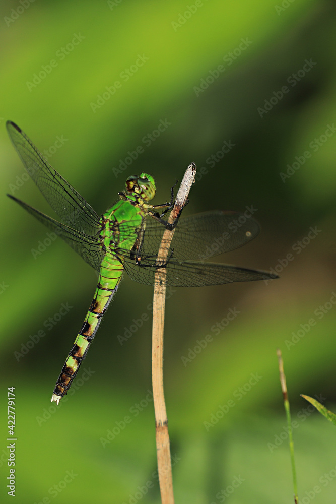 Vertical of Female Eastern Pondhawk, Erythemis simplicicollis Vertical of Female Eastern Pondhawk, Erythemis simplicicollis