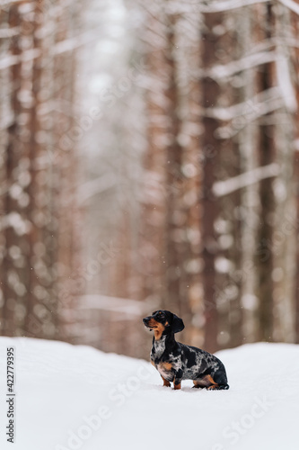 black marbled dachshund sits in the snow in the forest and looks away. sausage dog. pet on  walk. snowfall. Pine forest. portrait of a small dog on the background of winter nature. National Dog Day