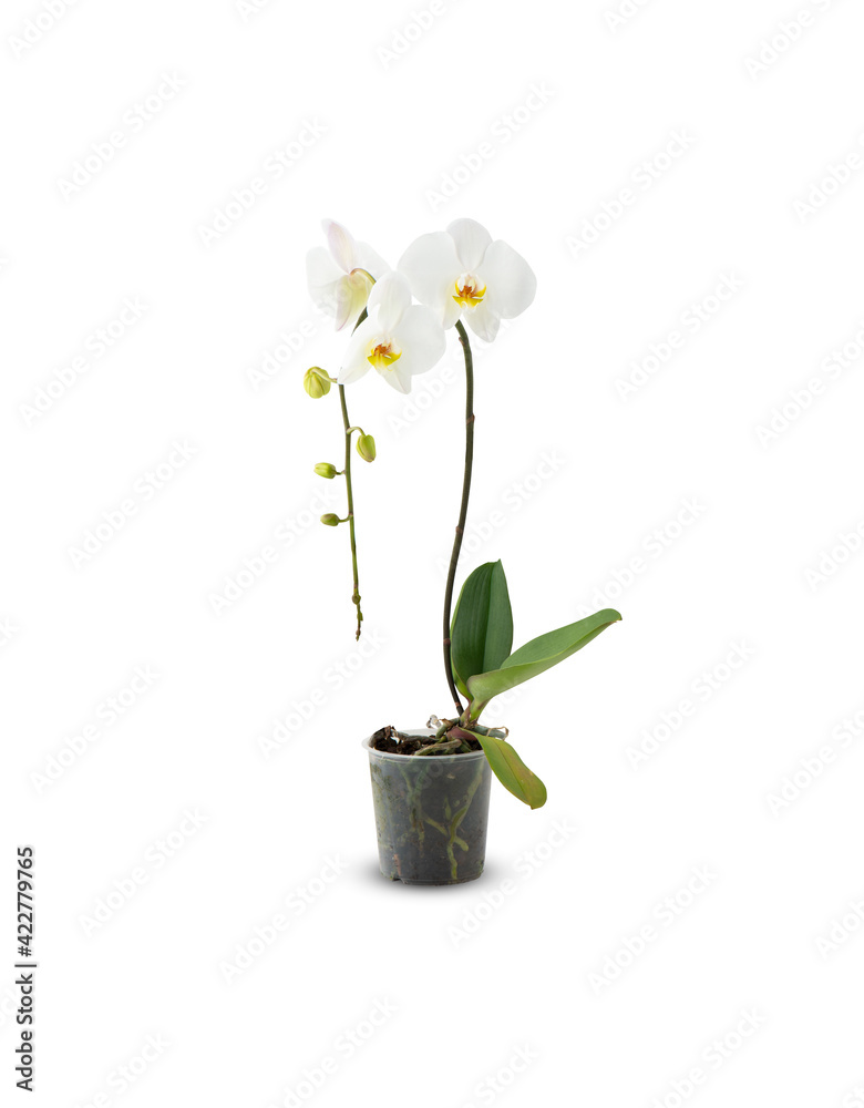 Naklejka premium flower in a vase isolated shadow realistic reflection with clipping path