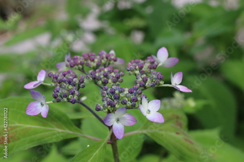 紫陽花　あじさい