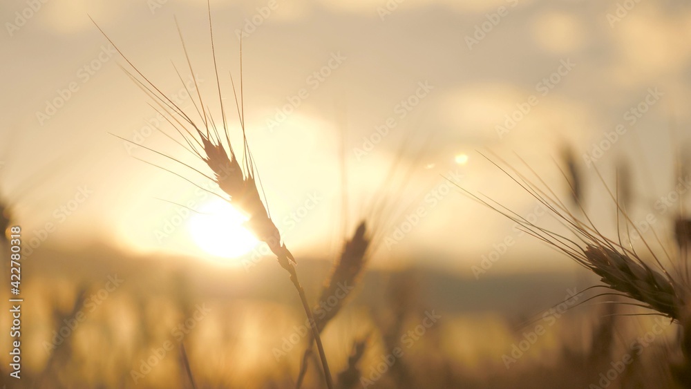 Fototapeta premium Ears of ripe wheat in sun close-up. Ripe grain in field. Grain field. Spikelets of wheat with grain shakes wind. Cereal harvest ripens in summer. Agricultural business. Environmentally friendly wheat.