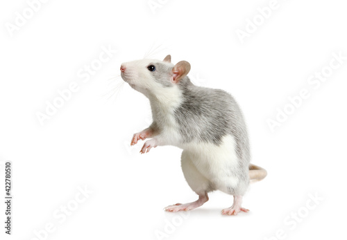 Cute little rat standing on his hind legs over white