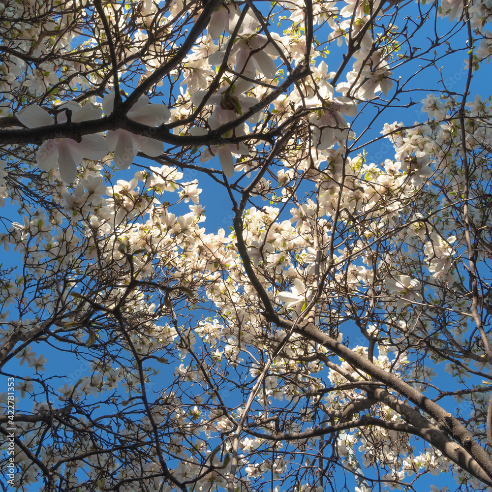 Obraz premium Pink and white Magnolia flowers, magnolia blossoming in spring 