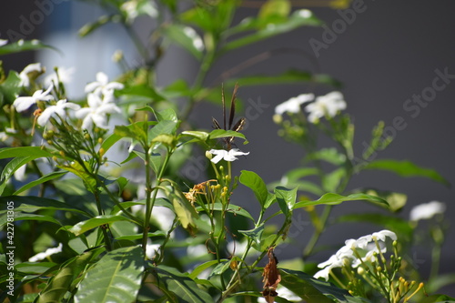 butterfly on a branch