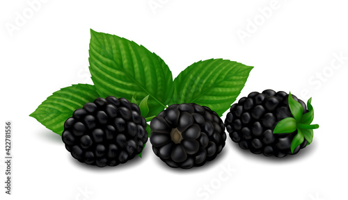 Three lying blackberry fruits with green leaves. Isolated on white background. Realistic vector illustration.
