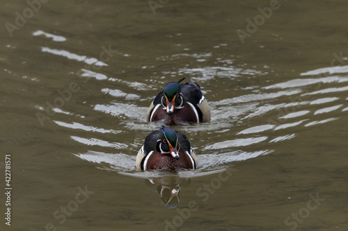 Fotografie, Obraz Selective focus shot of two Wood ducks (Aix sponsa) swimming in a small pond