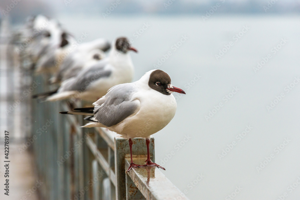Fototapeta premium Black-headed gull surrounded by a flock stands on the metal fence of the river embankment on a cloudy day